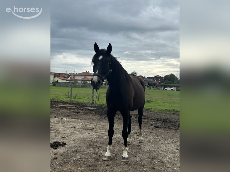 Tschechisches Warmblut Wallach 14 Jahre 167 cm Rappe in Petershausen