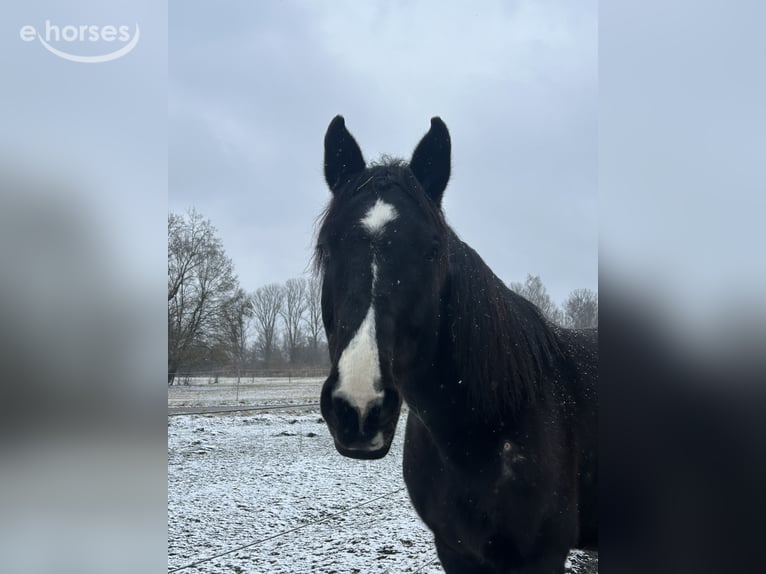 Tschechisches Warmblut Wallach 14 Jahre 167 cm Rappe in Petershausen