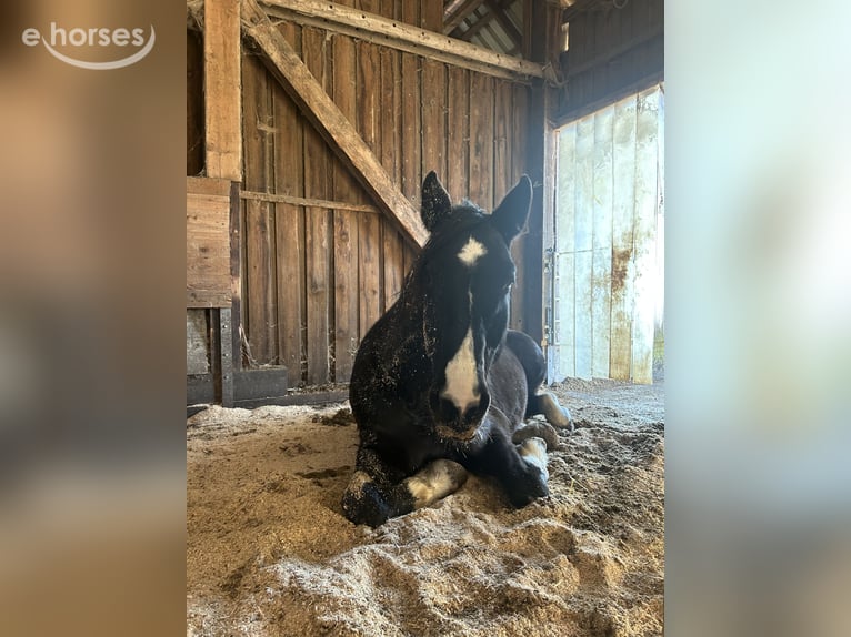 Tschechisches Warmblut Wallach 14 Jahre 167 cm Rappe in Petershausen