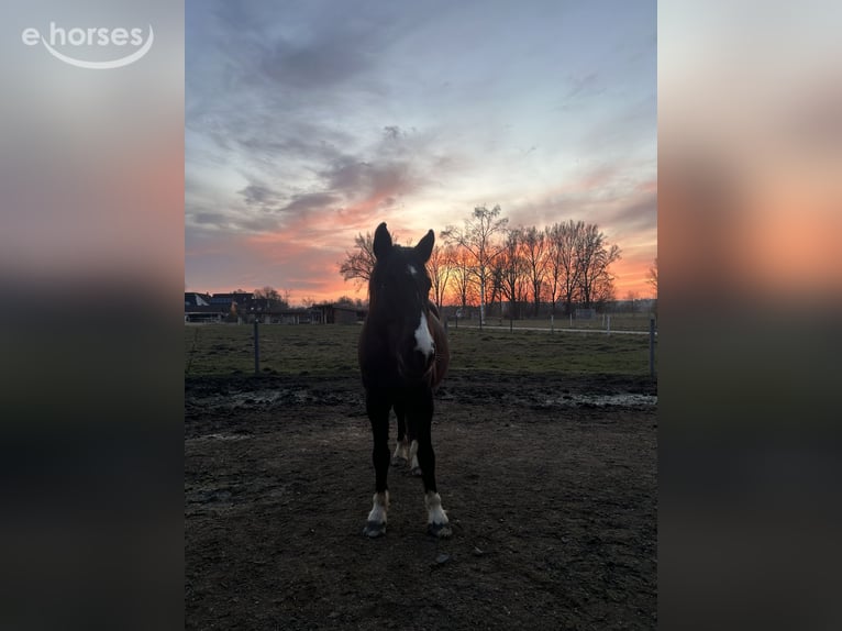 Tschechisches Warmblut Wallach 14 Jahre 167 cm Rappe in Petershausen