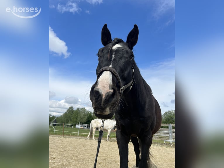 Tschechisches Warmblut Wallach 14 Jahre 167 cm Rappe in Petershausen
