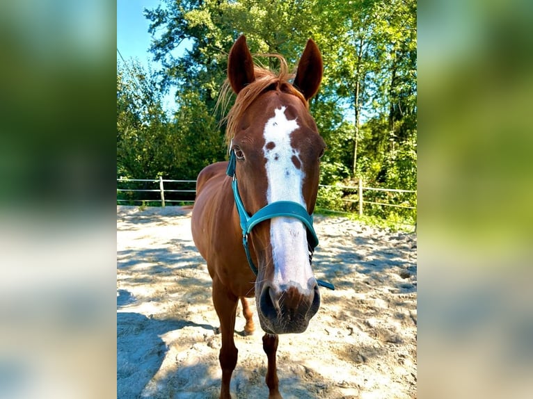 Tschechisches Warmblut Wallach 14 Jahre 170 cm Fuchs in Thann