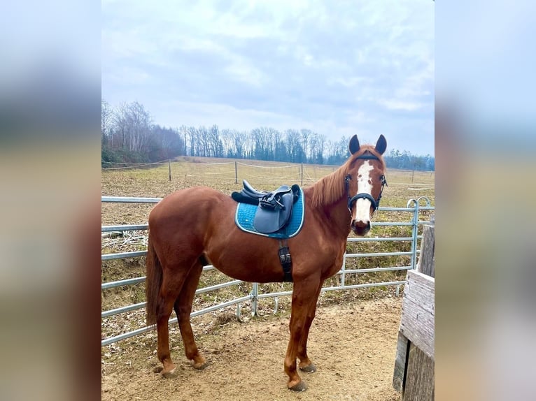 Tschechisches Warmblut Wallach 14 Jahre 170 cm Fuchs in Thann