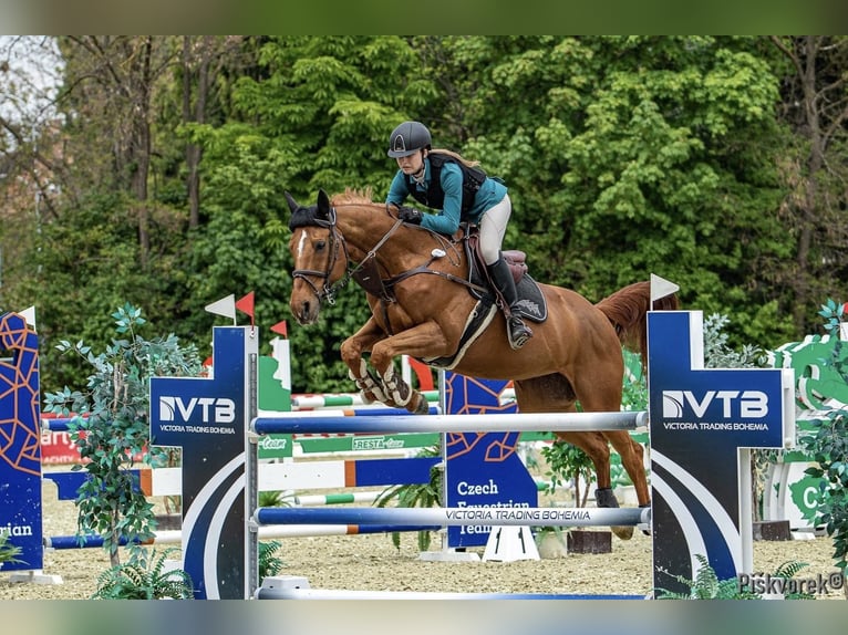 Tschechisches Warmblut Wallach 14 Jahre Dunkelfuchs in Stařeč