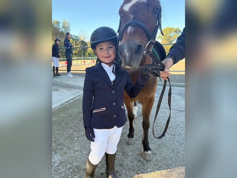 Tschechisches Warmblut Wallach 15 Jahre 122 cm Brauner in Bergamo