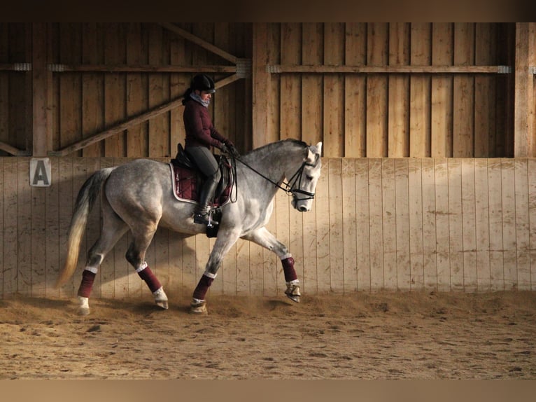 Tschechisches Warmblut Wallach 15 Jahre 164 cm Rotschimmel in Wei&#xDF;kirchen