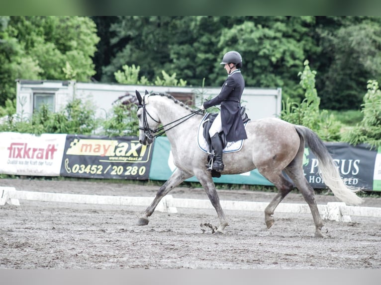 Tschechisches Warmblut Wallach 15 Jahre 164 cm Rotschimmel in Wei&#xDF;kirchen