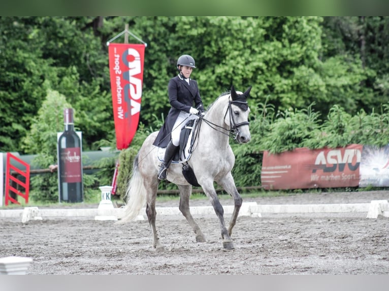 Tschechisches Warmblut Wallach 15 Jahre 164 cm Rotschimmel in Wei&#xDF;kirchen