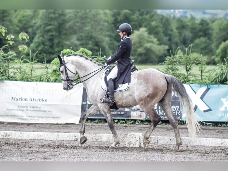 Tschechisches Warmblut Wallach 15 Jahre 164 cm Rotschimmel in Wei&#xDF;kirchen