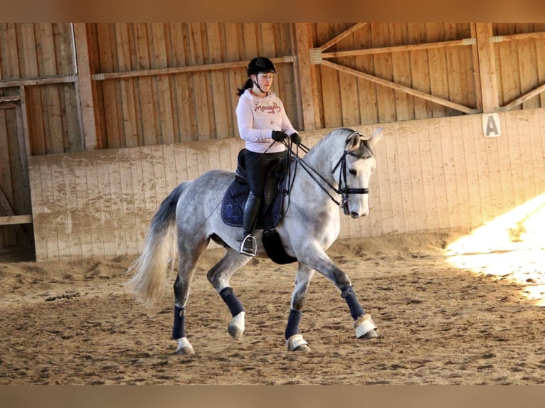 Tschechisches Warmblut Wallach 15 Jahre 164 cm Rotschimmel in Wei&#xDF;kirchen