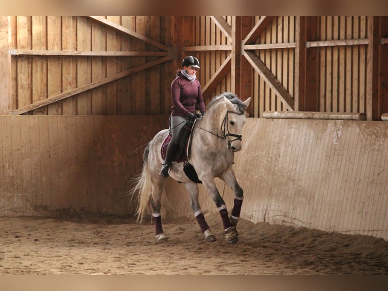 Tschechisches Warmblut Wallach 15 Jahre 164 cm Rotschimmel in Wei&#xDF;kirchen
