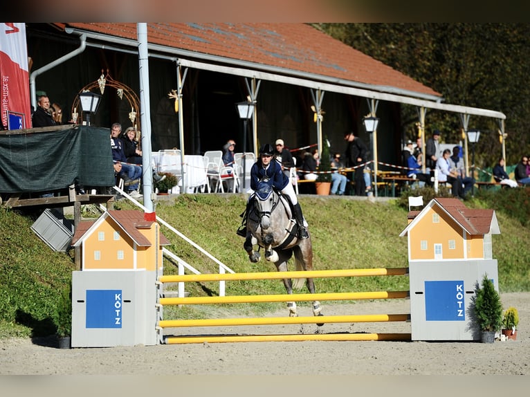 Tschechisches Warmblut Wallach 15 Jahre 164 cm Rotschimmel in Wei&#xDF;kirchen