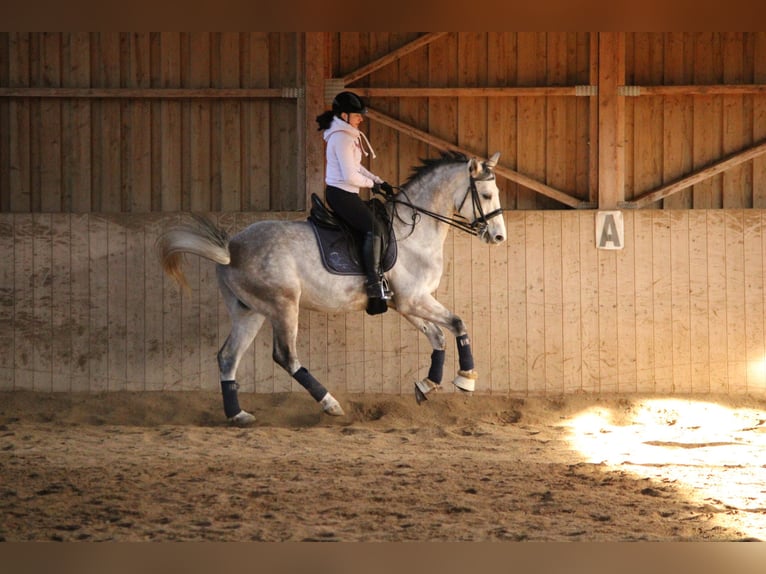 Tschechisches Warmblut Wallach 15 Jahre 164 cm Rotschimmel in Wei&#xDF;kirchen