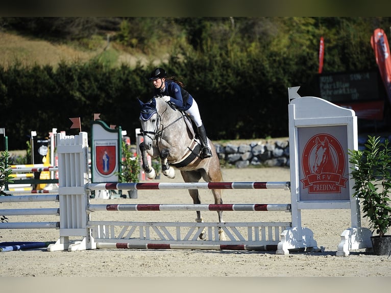 Tschechisches Warmblut Wallach 15 Jahre 164 cm Rotschimmel in Wei&#xDF;kirchen