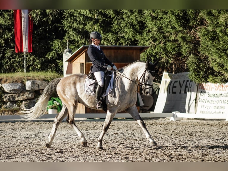 Tschechisches Warmblut Wallach 15 Jahre 164 cm Rotschimmel in Wei&#xDF;kirchen
