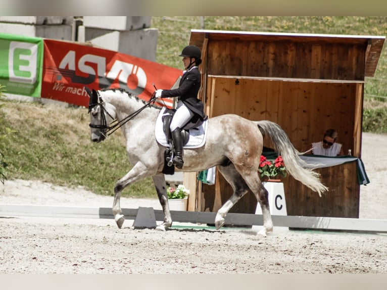 Tschechisches Warmblut Wallach 15 Jahre 164 cm Rotschimmel in Wei&#xDF;kirchen