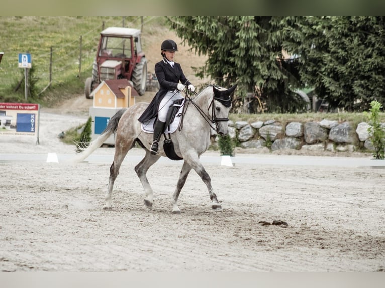 Tschechisches Warmblut Wallach 15 Jahre 164 cm Rotschimmel in Wei&#xDF;kirchen