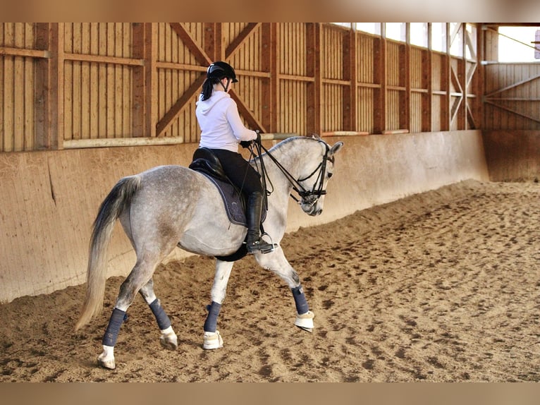 Tschechisches Warmblut Wallach 15 Jahre 164 cm Rotschimmel in Wei&#xDF;kirchen