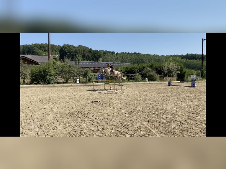 Tschechisches Warmblut Wallach 15 Jahre 164 cm Rotschimmel in Wei&#xDF;kirchen