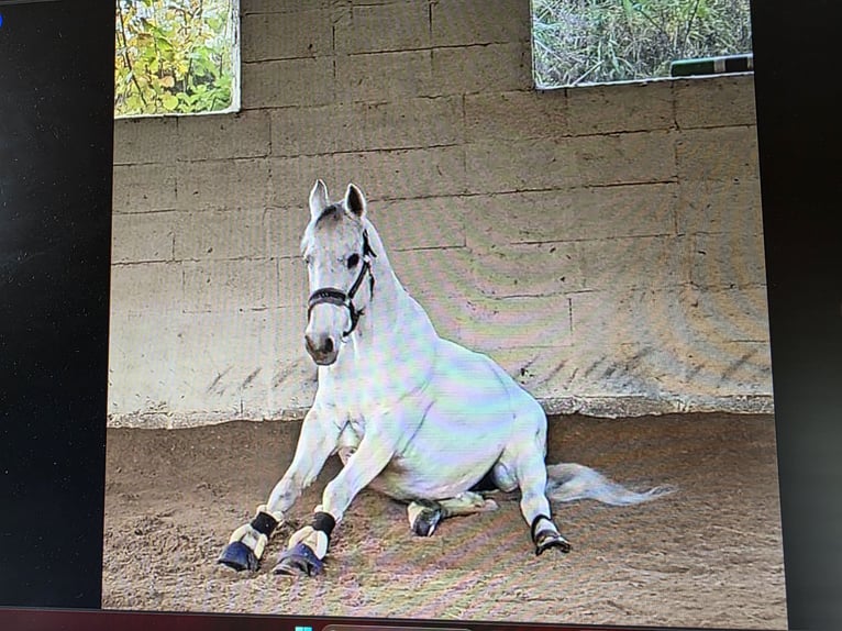 Tschechisches Warmblut Wallach 15 Jahre 165 cm Schimmel in Haldenwang