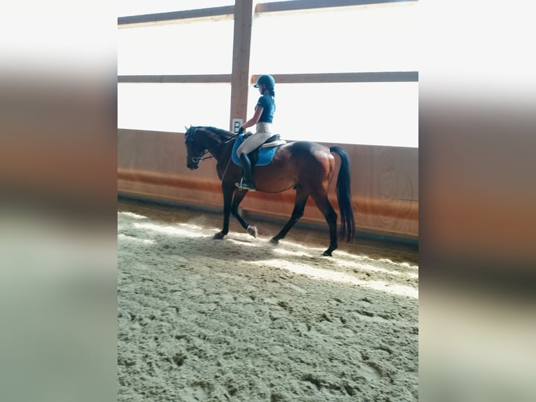 Tschechisches Warmblut Wallach 16 Jahre 166 cm Dunkelbrauner in Ampflwang