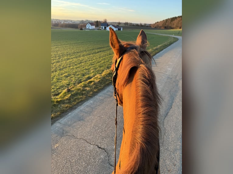 Tschechisches Warmblut Wallach 16 Jahre 170 cm Fuchs in Herdwangen-Schönach