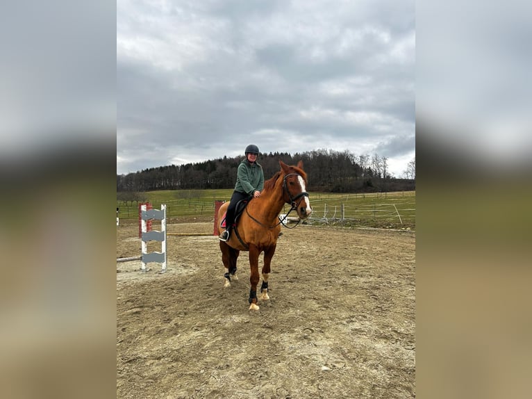 Tschechisches Warmblut Wallach 16 Jahre 170 cm Fuchs in Herdwangen-Schönach