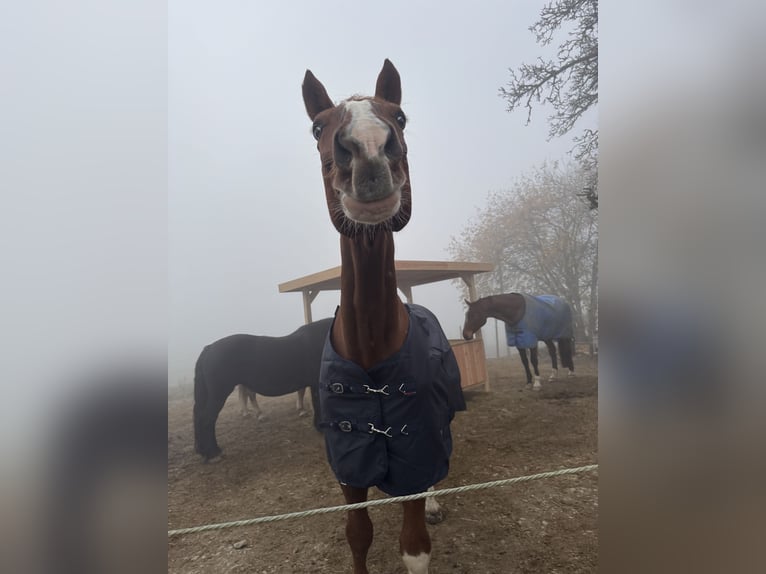 Tschechisches Warmblut Wallach 16 Jahre 170 cm Fuchs in Herdwangen-Schönach