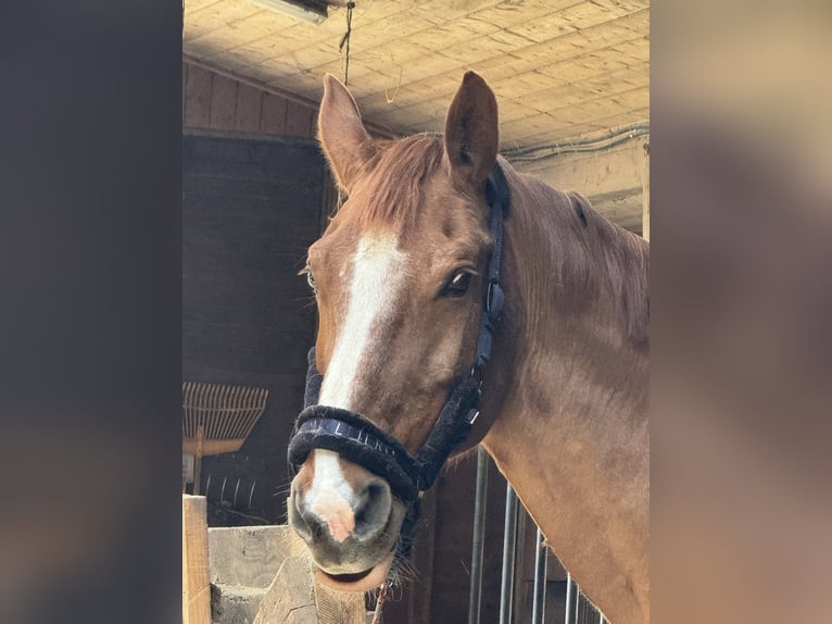 Tschechisches Warmblut Wallach 16 Jahre 170 cm Fuchs in Herdwangen-Schönach