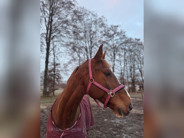 Tschechisches Warmblut Wallach 16 Jahre 170 cm Fuchs in Herdwangen-Schönach