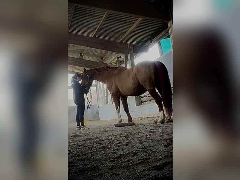 Tschechisches Warmblut Wallach 16 Jahre 170 cm Fuchs in Herdwangen-Schönach