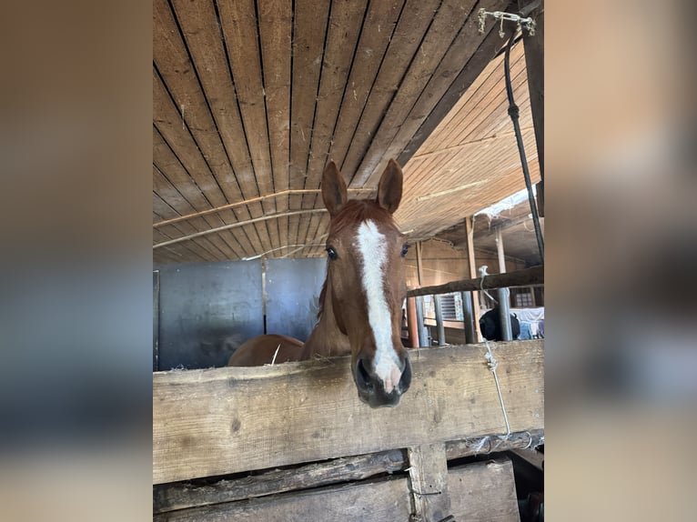 Tschechisches Warmblut Wallach 16 Jahre 170 cm Fuchs in Herdwangen-Schönach