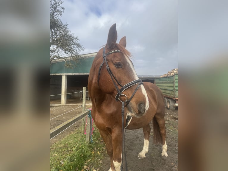 Tschechisches Warmblut Wallach 16 Jahre 170 cm Fuchs in Herdwangen-Schönach