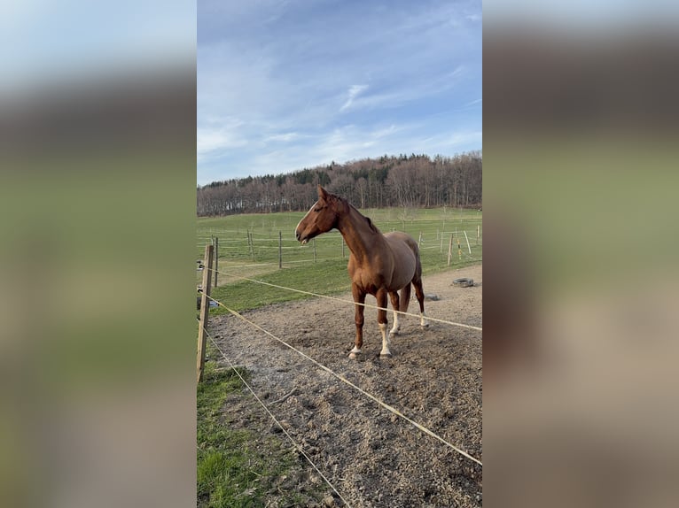 Tschechisches Warmblut Wallach 16 Jahre 170 cm Fuchs in Herdwangen-Schönach