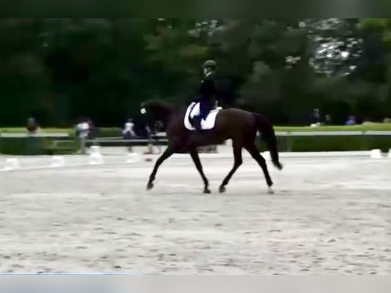 Tschechisches Warmblut Wallach 16 Jahre 178 cm Dunkelbrauner in Pelmberg