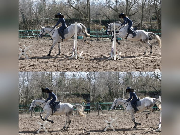 Tschechisches Warmblut Wallach 17 Jahre 168 cm Schimmel in BerlinBerlin