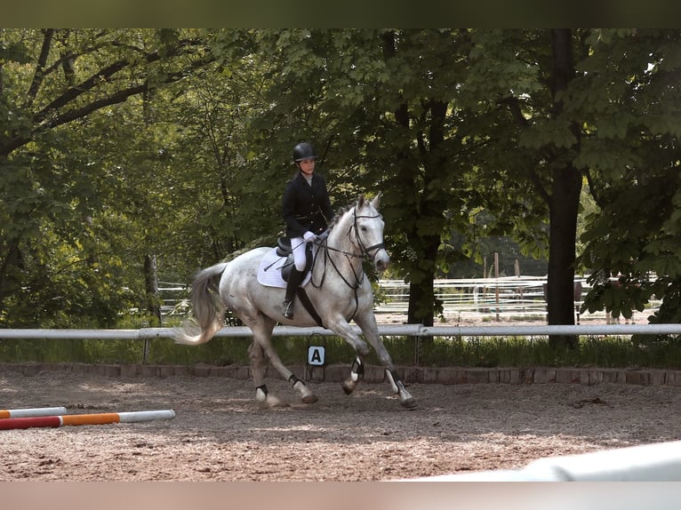 Tschechisches Warmblut Wallach 17 Jahre 168 cm Schimmel in BerlinBerlin