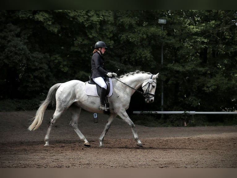 Tschechisches Warmblut Wallach 17 Jahre 168 cm Schimmel in BerlinBerlin