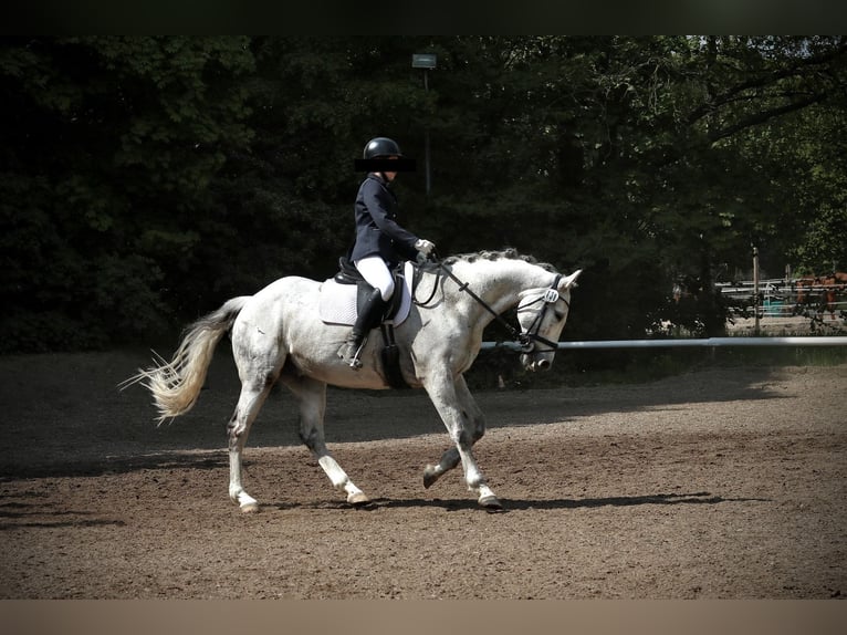 Tschechisches Warmblut Wallach 17 Jahre 168 cm Schimmel in BerlinBerlin