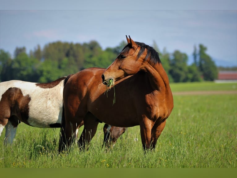 Tschechisches Warmblut Wallach 17 Jahre 170 cm Rotbrauner in Eggstätt