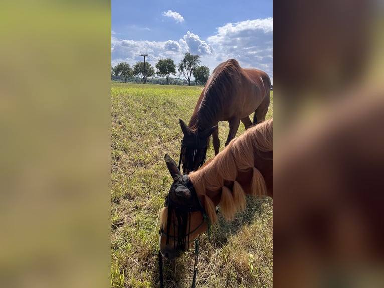 Tschechisches Warmblut Mix Wallach 17 Jahre  in Atzenbrugg
