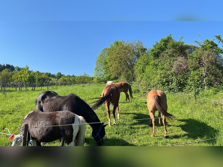 Tschechisches Warmblut Mix Wallach 17 Jahre  in Atzenbrugg
