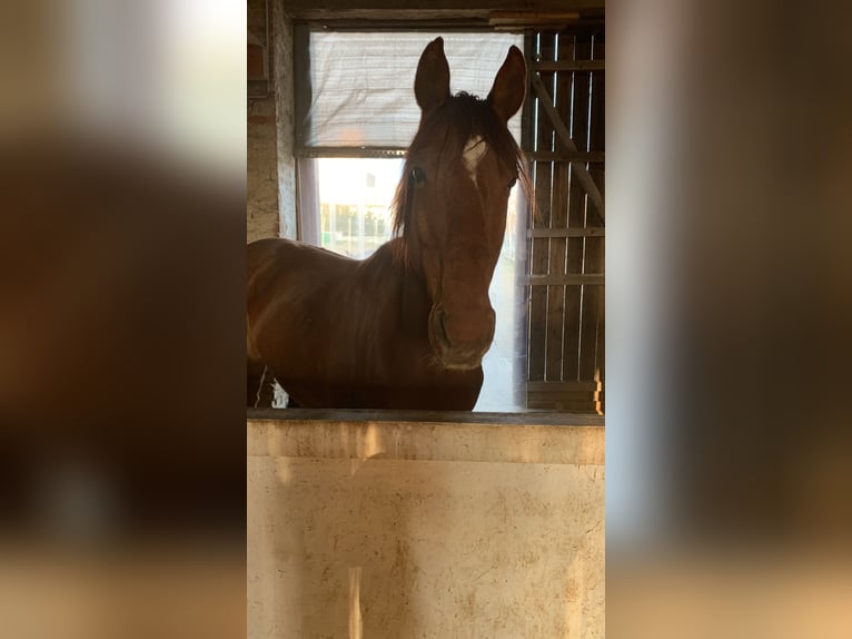 Tschechisches Warmblut Mix Wallach 17 Jahre  in Atzenbrugg