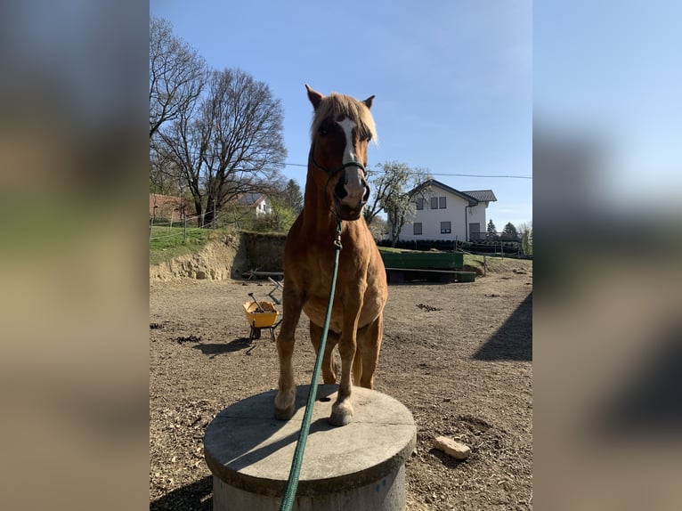 Tschechisches Warmblut Mix Wallach 17 Jahre  in Atzenbrugg