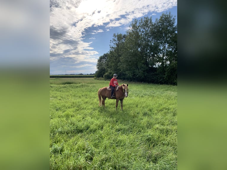 Tschechisches Warmblut Mix Wallach 17 Jahre  in Atzenbrugg