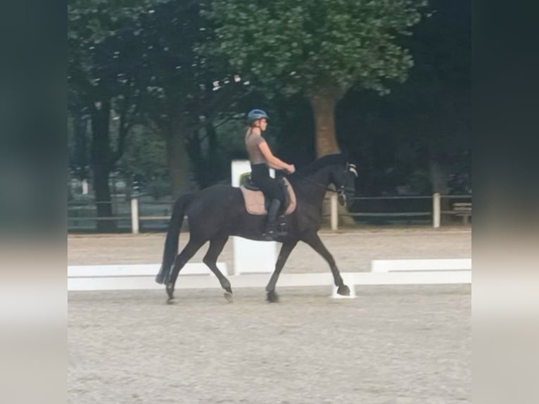 Tschechisches Warmblut Wallach 18 Jahre 155 cm in Zweibr&#xFC;cken