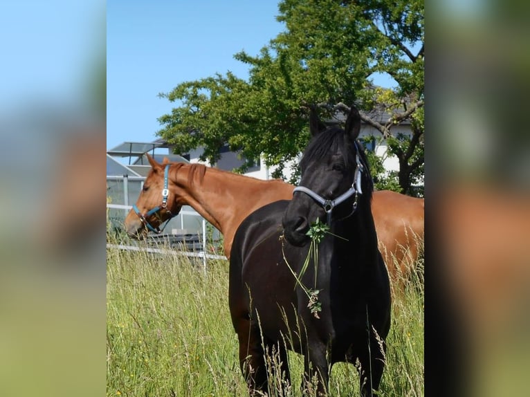 Tschechisches Warmblut Wallach 18 Jahre 155 cm in Zweibr&#xFC;cken