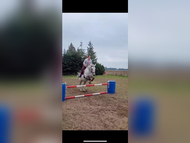 Tschechisches Warmblut Wallach 18 Jahre 167 cm Apfelschimmel in Löningen