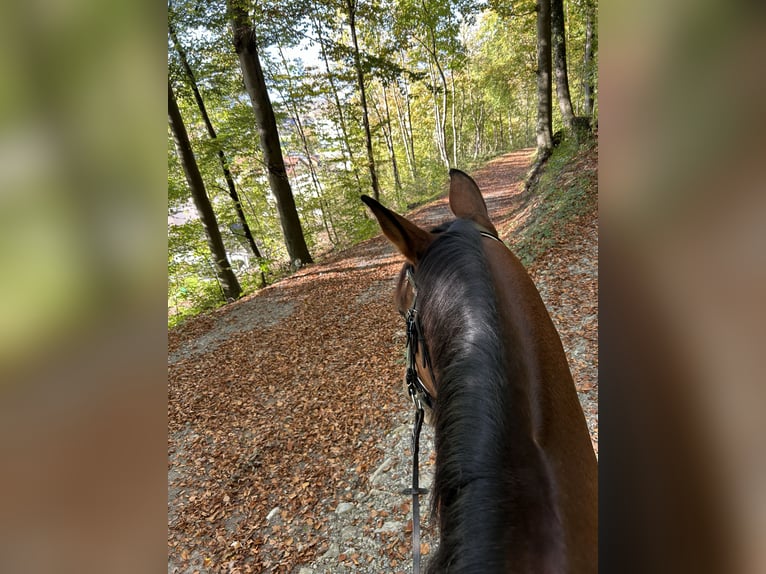 Tschechisches Warmblut Wallach 18 Jahre 173 cm Brauner in Vaduz