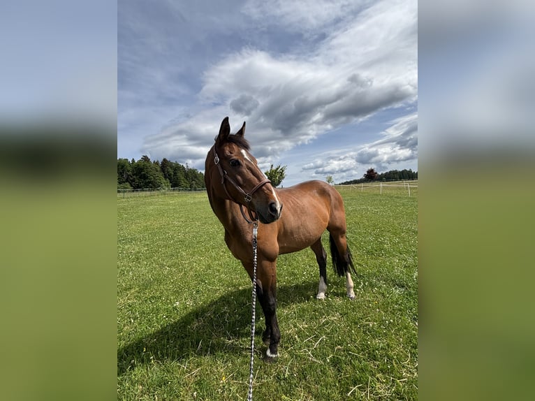 Tschechisches Warmblut Wallach 19 Jahre 170 cm Brauner in Simmersfeld